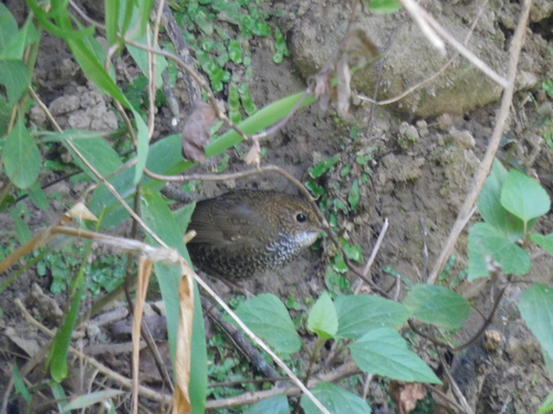 Scaly-breasted Cupwing (Pnoepyga albiventer), photo 4