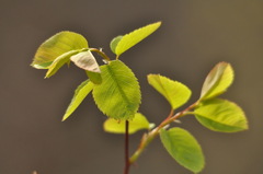 Amelanchier cusickii