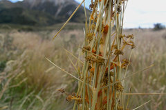 Aciphylla subflabellata