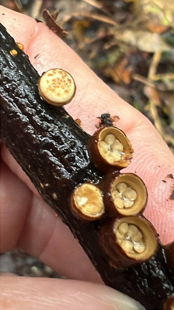 Crucibulum simile · February 2026 · photo: © whiteoak (iNaturalist, cc0)