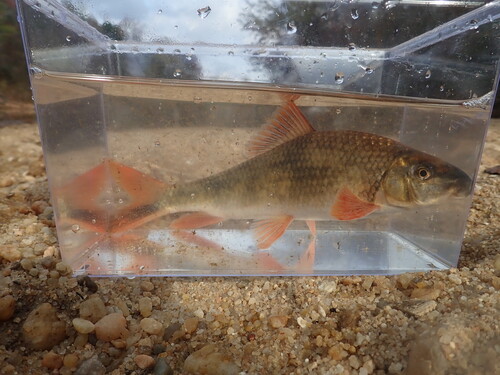Blacktail redhorse (Moxostoma poecilurum) — Catostomidae — 4
