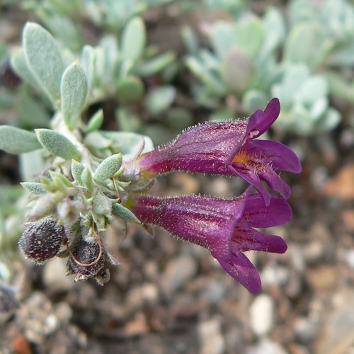 thompson's beardtongue (Penstemon thompsoniae)