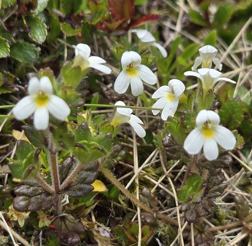 Euphrasia australis observed 2026-02-17