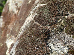 Psammodromus algirus algirus