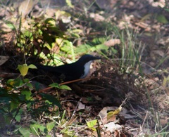 Melanotis hypoleucus