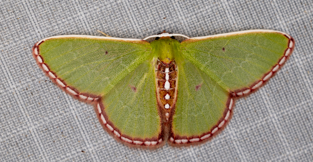 Synchlora lineimargo