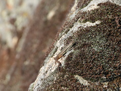 Psammodromus algirus algirus