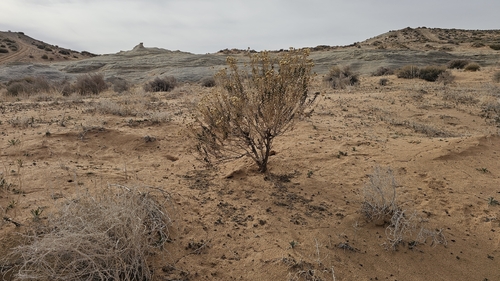 vanclevea (Chrysothamnus stylosus)