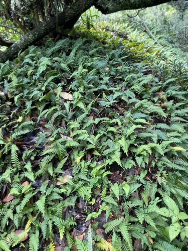 Ecklon's Polypody (Pleopeltis ecklonii)