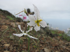 Leucocoryne appendiculata