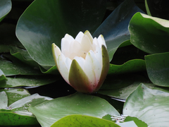 Nymphaea