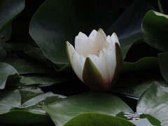 Nymphaea
