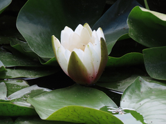 Nymphaea
