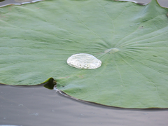 Nymphaea