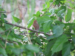 Sinosuthora webbiana