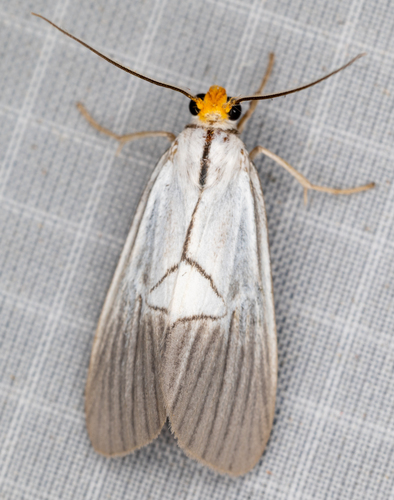 Scotura bugabensis