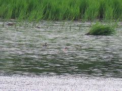 Podiceps cristatus