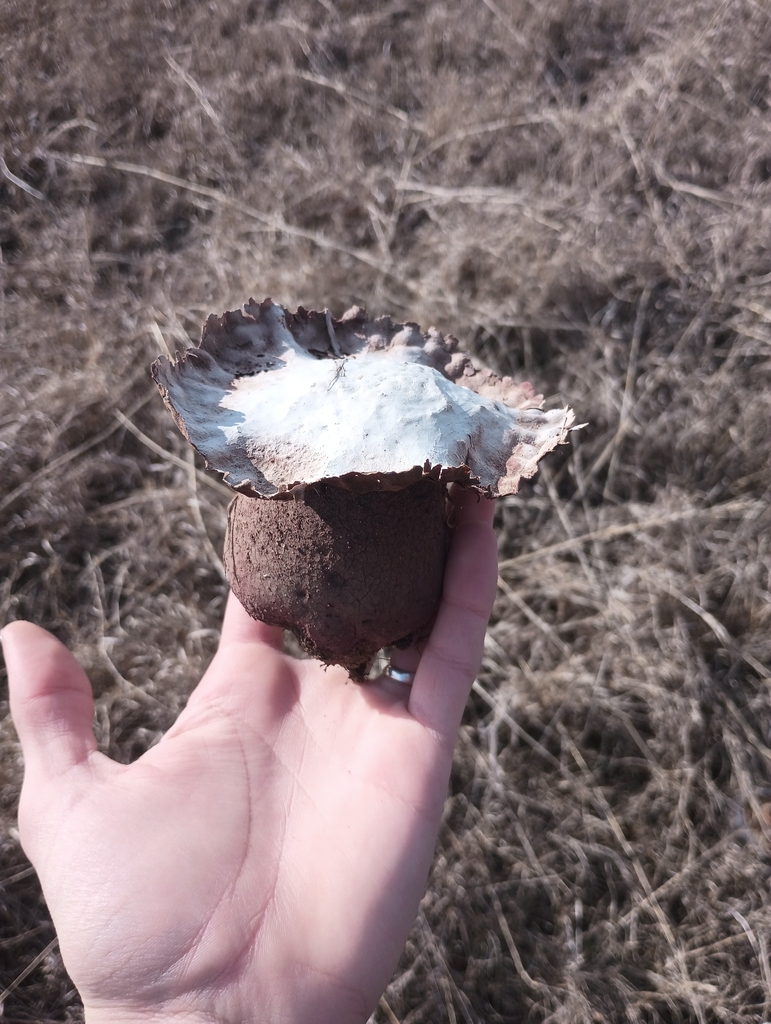 Calvatia cyathiformis · February 2026 · photo: © feroxara (iNaturalist, CC)