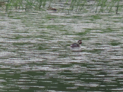 Podiceps cristatus