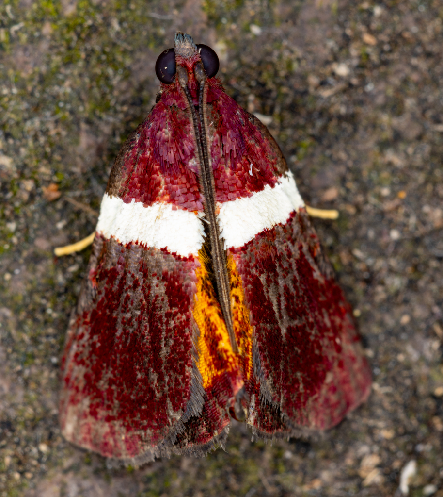 Arouva albivitta