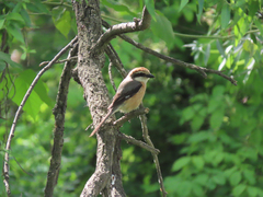 Lanius bucephalus