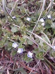 Veronica persica