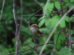 Lanius bucephalus