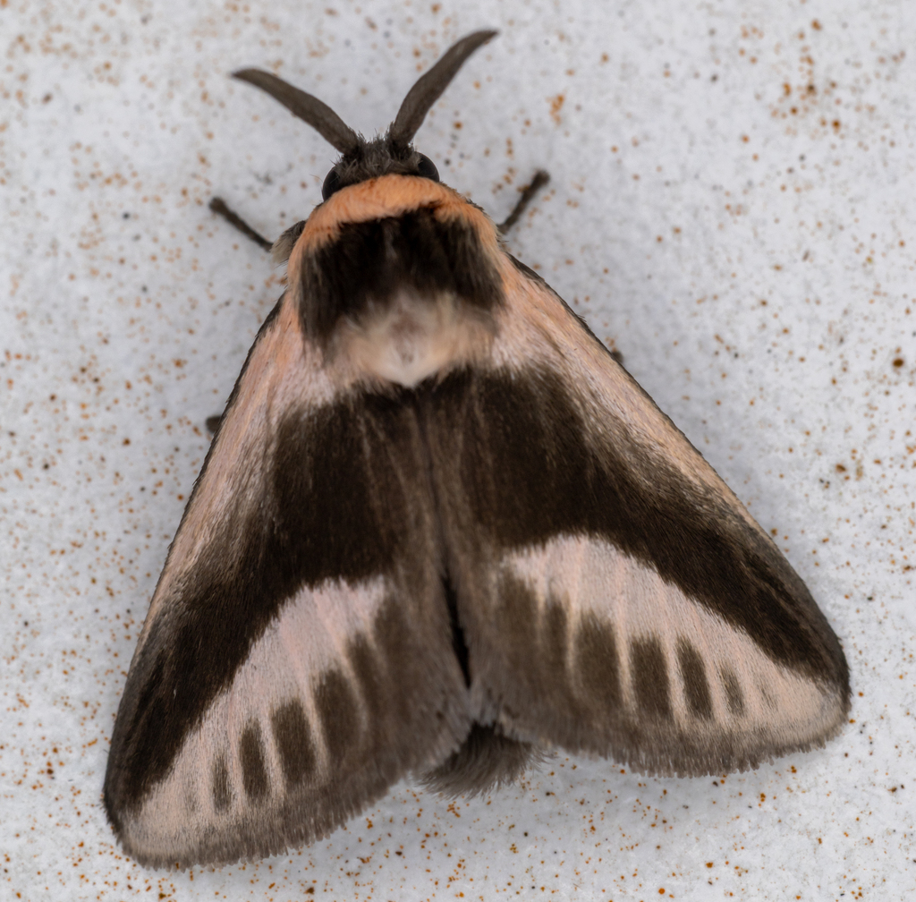 Mesoscia dyari