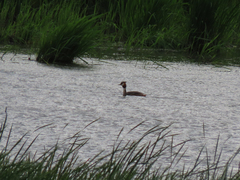 Podiceps cristatus