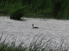 Podiceps cristatus