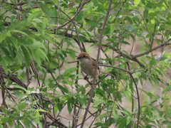 Lanius bucephalus