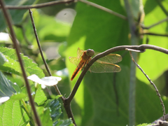 Anisoptera