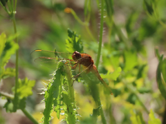 Anisoptera