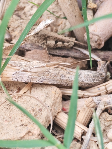 Carinate Locust