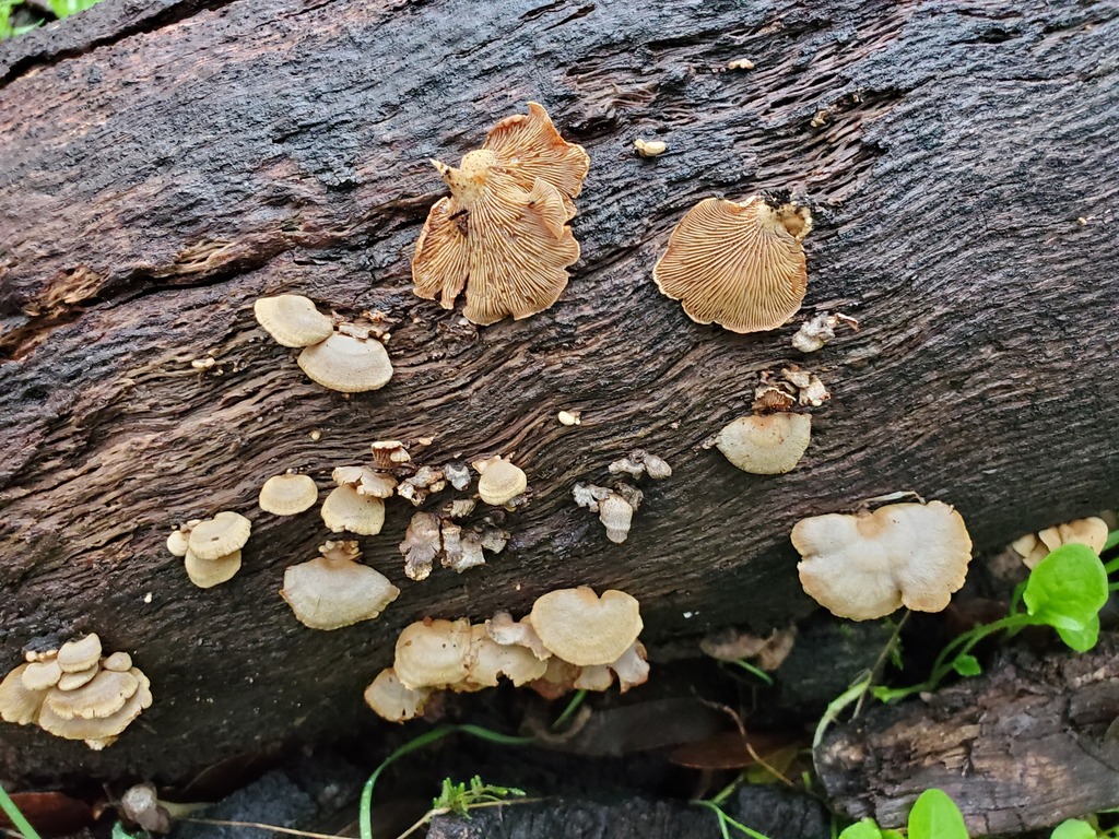 Panellus stipticus · February 2026 · photo: © arlenedevitt (iNaturalist, cc-by)