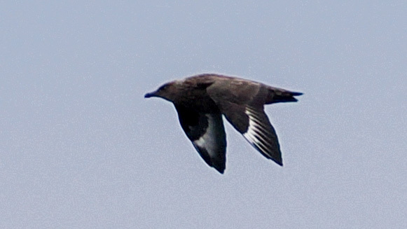 Great Skua (Stercorarius skua), photo 4