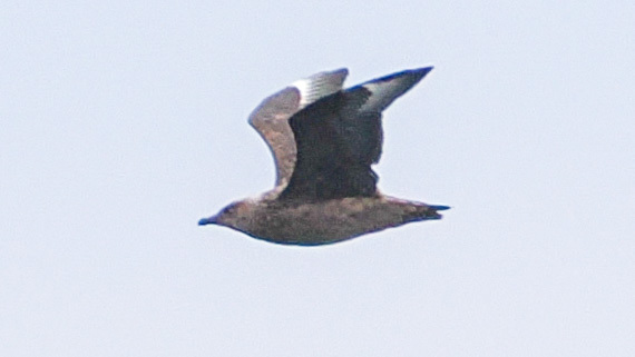 Great Skua (Stercorarius skua), photo 3