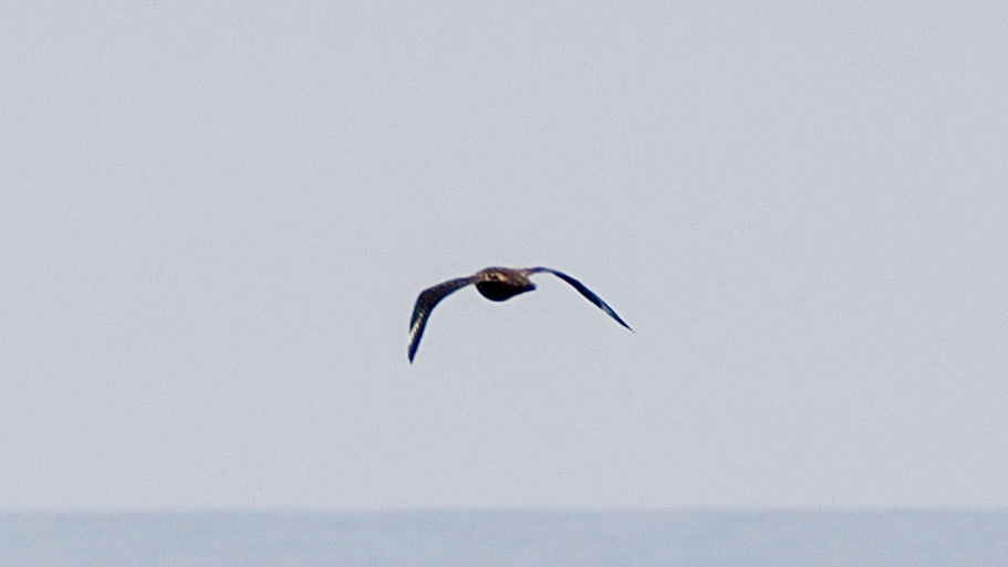 Great Skua (Stercorarius skua), photo 5