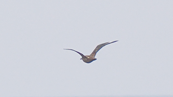 Great Skua (Stercorarius skua), photo 6