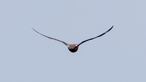 Great Skua (Stercorarius skua)