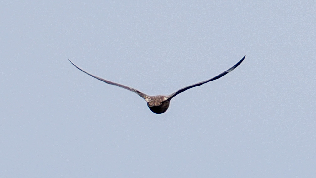 Great Skua (Stercorarius skua), photo 1