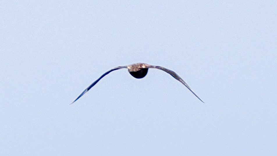 Great Skua (Stercorarius skua), photo 2
