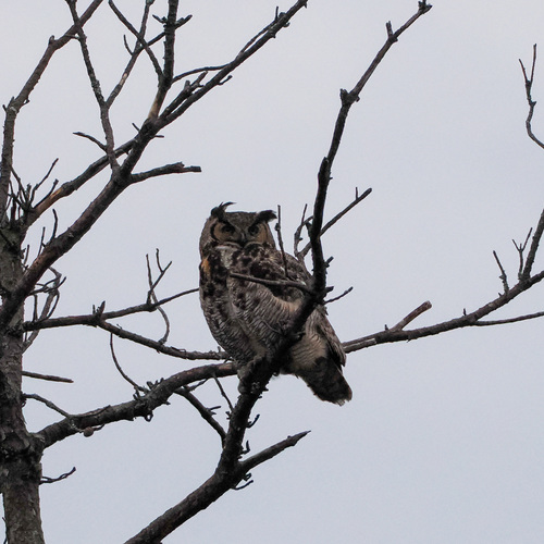 Great Horned Owl photographed in North Carolina