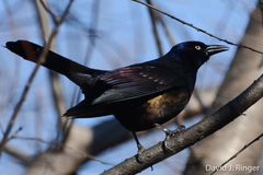 Quiscalus quiscula versicolor