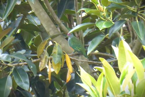 Rose-crowned Fruit Dove (Ptilinopus regina), photo 4
