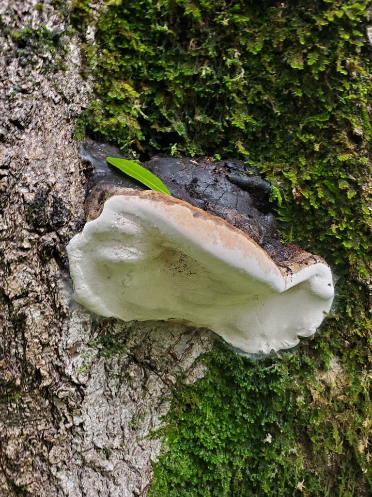 Ganoderma brownii · February 2026 · photo: © arlenedevitt (iNaturalist, cc-by)
