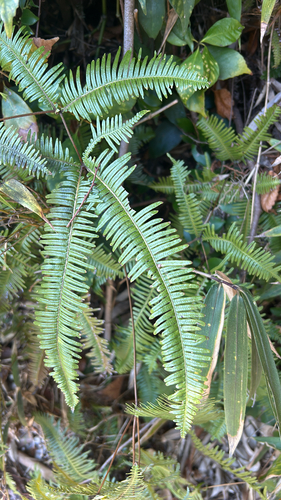 false staghorn fern