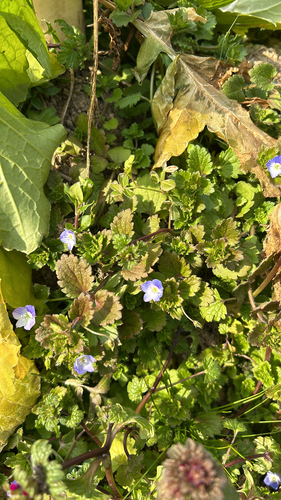 bird's-eye speedwell