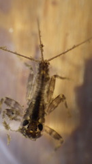 Stenacron interpunctatum