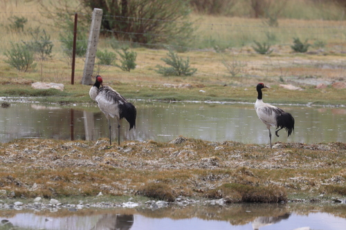 Black-necked Crane